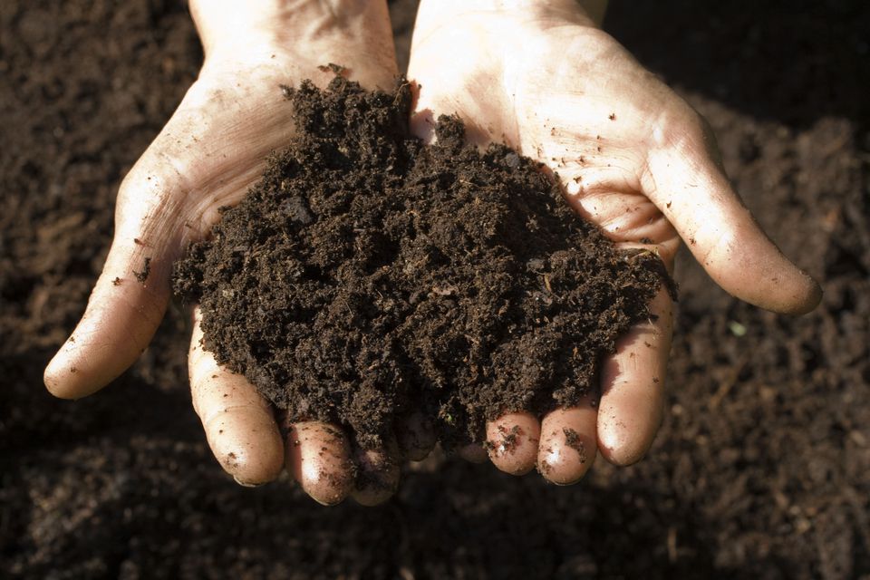 Dirt poor? Is Our Soil Really Lacking The Minerals Our Food Needs?